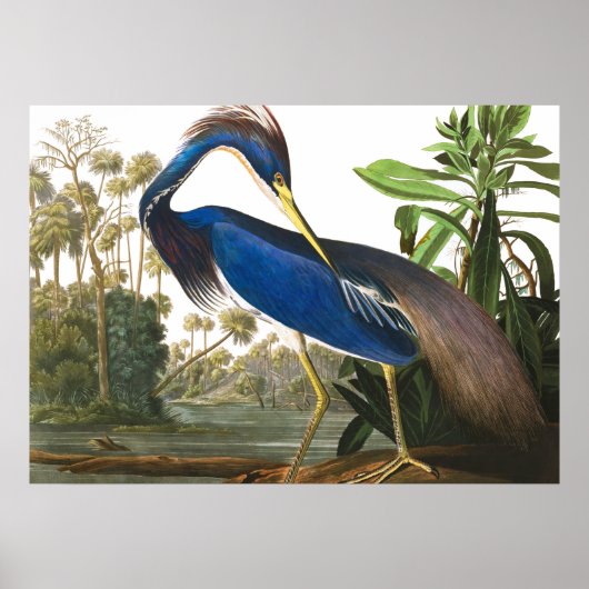 Louisiana Heron von John James Audubon Poster (Vorne)