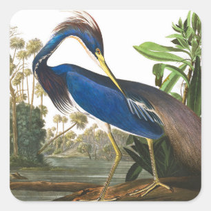 Louisiana Heron von John James Audubon Quadratischer Aufkleber