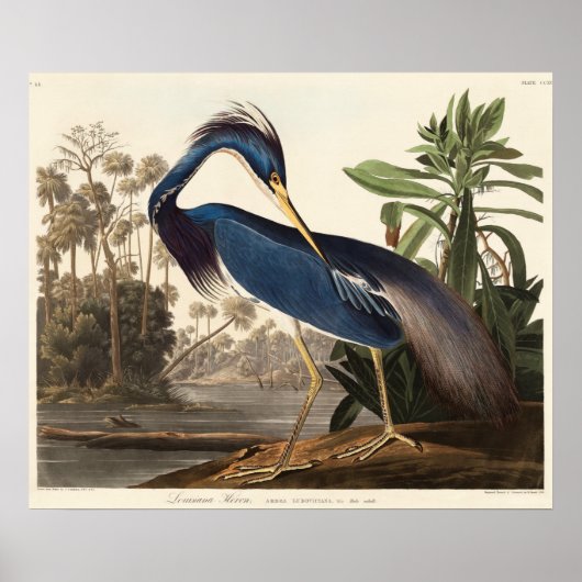 Louisiana Heron von Vögeln Amerikas (1827) Poster (Vorne)
