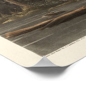 Louisiana Heron von Vögeln Amerikas Poster (Ecke)