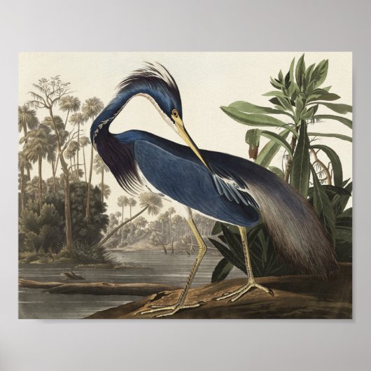 Louisiana Heron von Vögeln Amerikas Poster (Vorne)