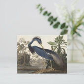 Louisiana Heron von Vögeln Amerikas Postkarte (Stehend Vorderseite)