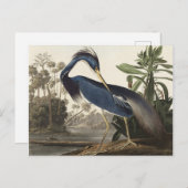 Louisiana Heron von Vögeln Amerikas Postkarte (Vorne/Hinten)