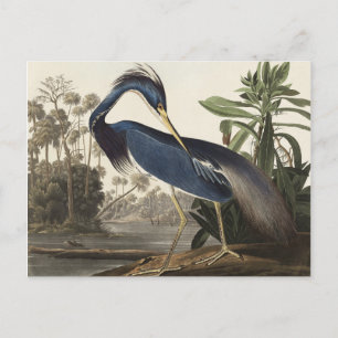 Louisiana Heron von Vögeln Amerikas Postkarte