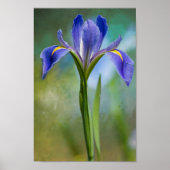 Louisiana Iris Poster (Vorne)