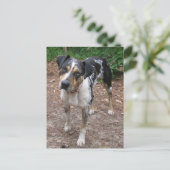 Louisiana Leopard Dog Postkarte (Stehend Vorderseite)