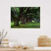 LOUISIANA LIVE OAK BÄUME POSTER (Küche)