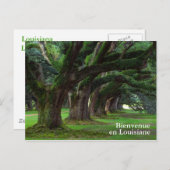 LOUISIANA LIVE OAK BÄUME POSTKARTE (Vorne/Hinten)