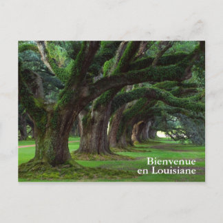 LOUISIANA LIVE OAK BÄUME POSTKARTE