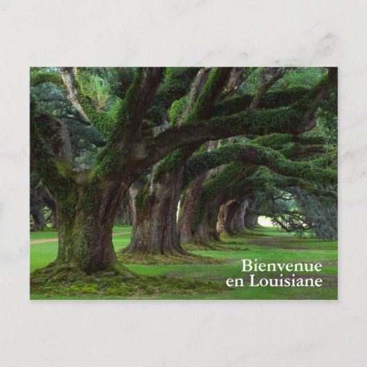 LOUISIANA LIVE OAK BÄUME POSTKARTE (Vorderseite)