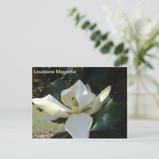 Louisiana Magnolia Postkarte (Stehend Vorderseite)