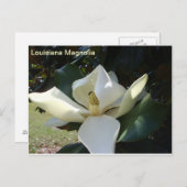 Louisiana Magnolia Postkarte (Vorne/Hinten)