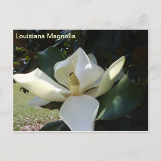 Louisiana Magnolia Postkarte