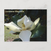 Louisiana Magnolia Postkarte (Vorderseite)