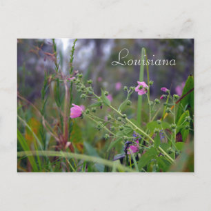Louisiana Pink-Blume Postkarte