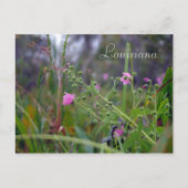 Louisiana Pink-Blume Postkarte (Vorderseite)