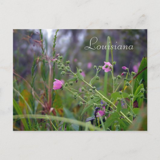 Louisiana Pink-Blume Postkarte (Vorderseite)