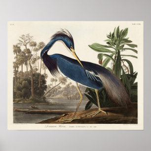 Louisiana-Reiher aus Birds of America Poster