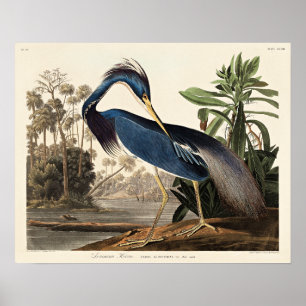 Louisiana-Reiher aus Birds of America Poster