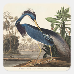 Louisiana-Reiher aus Birds of America Quadratischer Aufkleber