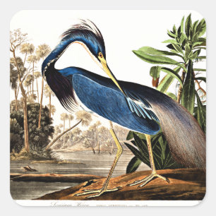 Louisiana-Reiher Quadratischer Aufkleber