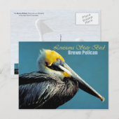 Louisiana Staat Bird - Brown Pelican Postkarte (Vorne/Hinten)