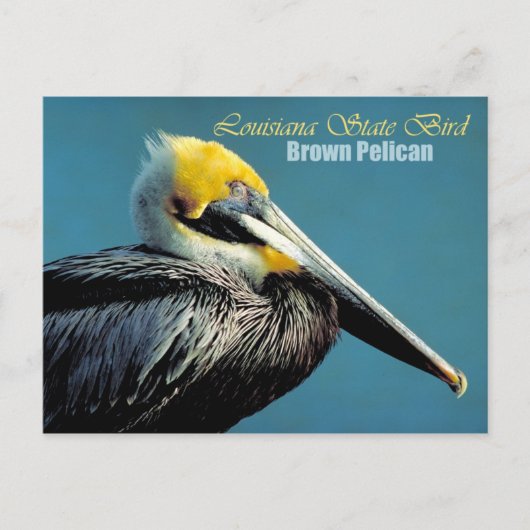 Louisiana Staat Bird - Brown Pelican Postkarte (Vorderseite)
