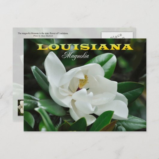 Louisiana Staat Blume: Magnolia Postkarte (Vorne/Hinten)
