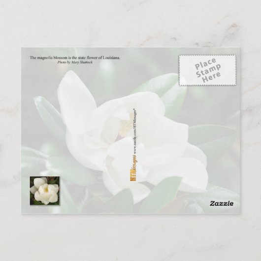 Louisiana Staat Blume: Magnolia Postkarte (Rückseite)