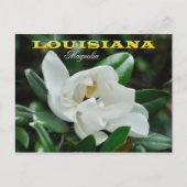 Louisiana Staat Blume: Magnolia Postkarte (Vorderseite)