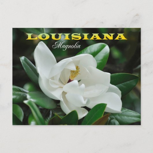 Louisiana Staat Blume: Magnolia Postkarte (Vorderseite)