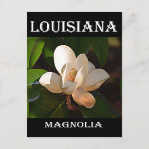 Louisiana Süd Magnolia Postkarte