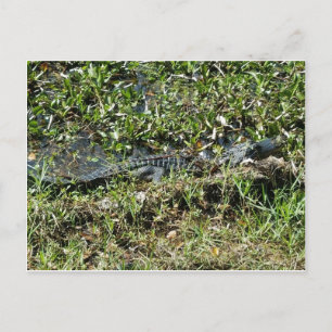 Louisiana Swamp Alligator Jean Lafitte Nah Up Postkarte