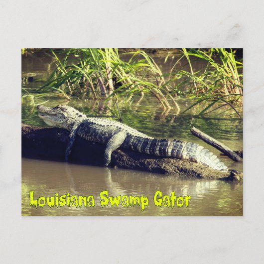 Louisiana Swamp Gator Postkarte (Vorderseite)