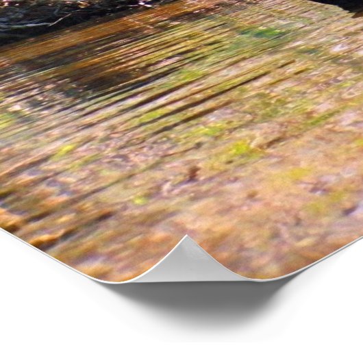 Louisiana Swamp Poster (Ecke)