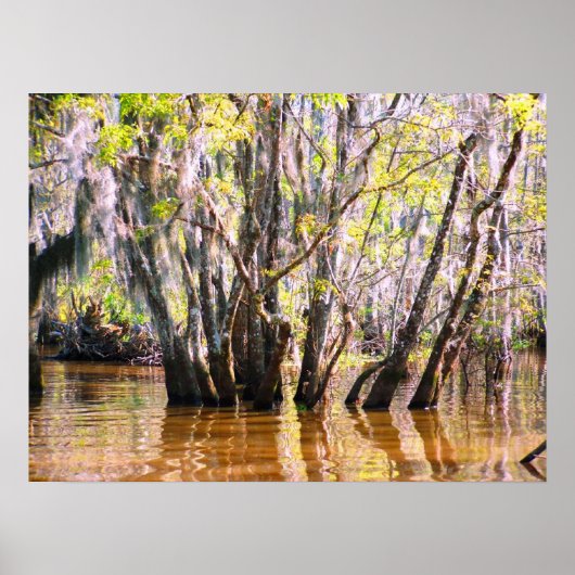 Louisiana Swamp Poster (Vorne)