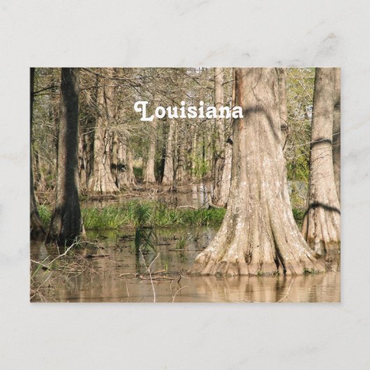 Louisiana Swamp Postkarte (Vorderseite)