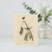 Louisiana Water Thrush, Audubons Vögel von Amerika Postkarte (Stehend Vorderseite)