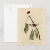 Louisiana Water Thrush, Audubons Vögel von Amerika Postkarte (Vorne/Hinten)