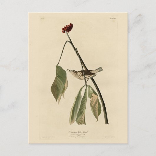 Louisiana Water Thrush, Audubons Vögel von Amerika Postkarte (Vorderseite)