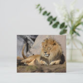 Lounges Löwe Postkarte (Stehend Vorderseite)