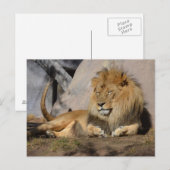 Lounges Löwe Postkarte (Vorne/Hinten)