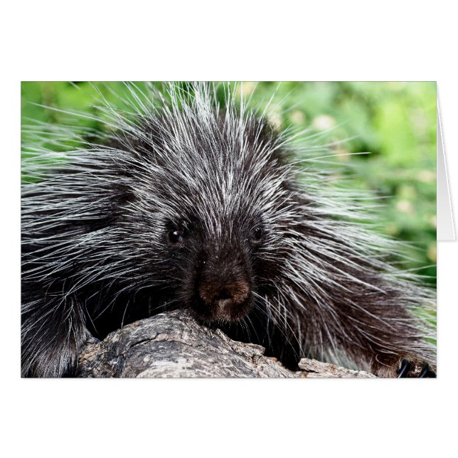 Lounges Porcupine (Vorderseite (Horizontal))