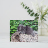 Lounges Porcupine Postkarte (Stehend Vorderseite)