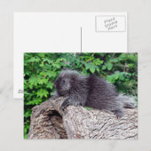 Lounges Porcupine Postkarte (Vorne/Hinten)