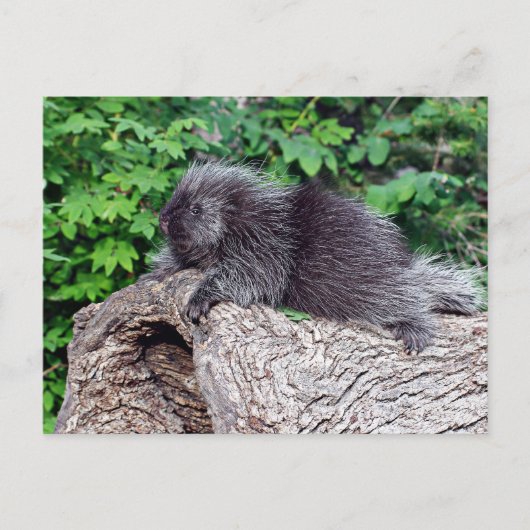 Lounges Porcupine Postkarte (Vorderseite)