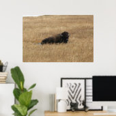 Lounging Buffalo Poster (Heimbüro)