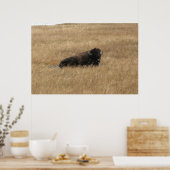 Lounging Buffalo Poster (Küche)