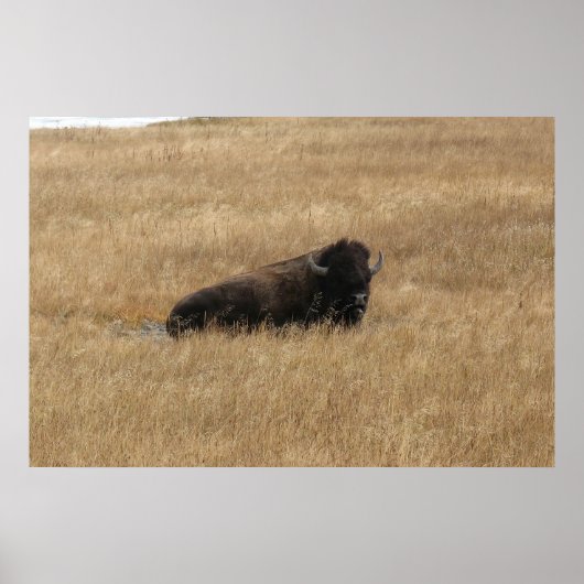 Lounging Buffalo Poster (Vorne)