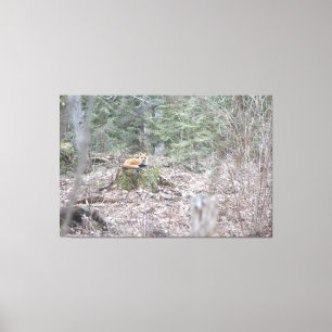 Lounging Fox Leinwanddruck